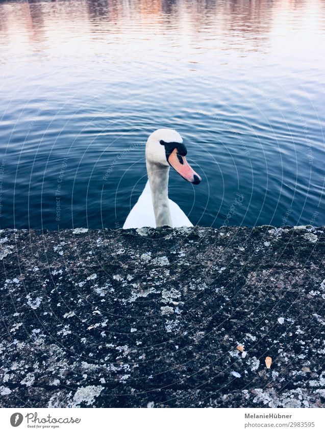 Swan in the Spree Capital city Animal Wing 1 Feeding River Concrete Coast Berlin Copy Space left Copy Space right Copy Space top Copy Space bottom