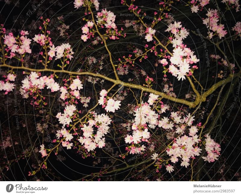 cherry blossoms Nature Plant Night sky Flower Blossom Beautiful Cherry blossom Spring Night shot Colour photo Multicoloured