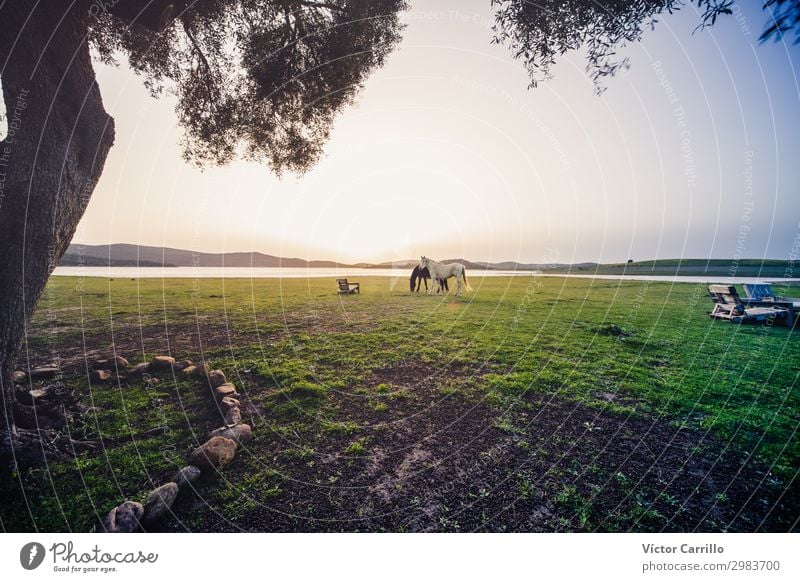 sunset with Two horses in a meadow Style Joy Beautiful Summer Beach Woman Adults Fashion Bikini Sunglasses White Beauty Photography Bohemian boho Chic girl hair