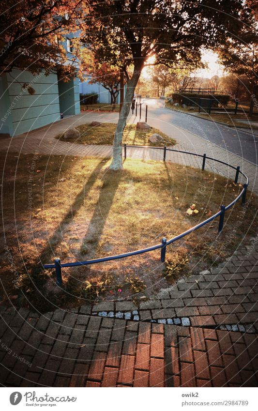 Behind the apartment block Environment Nature Animal Autumn Beautiful weather Plant Tree Grass Bushes Sidewalk Concrete Metal Illuminate Calm Idyll Colour photo