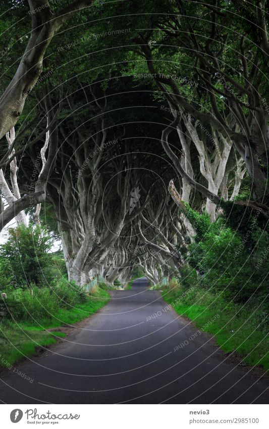 Dark Hedges in Northern Ireland Environment Nature Landscape Tree Green dark hedges Avenue Street Beech wood Beech tree Mystic Lanes & trails Travel photography