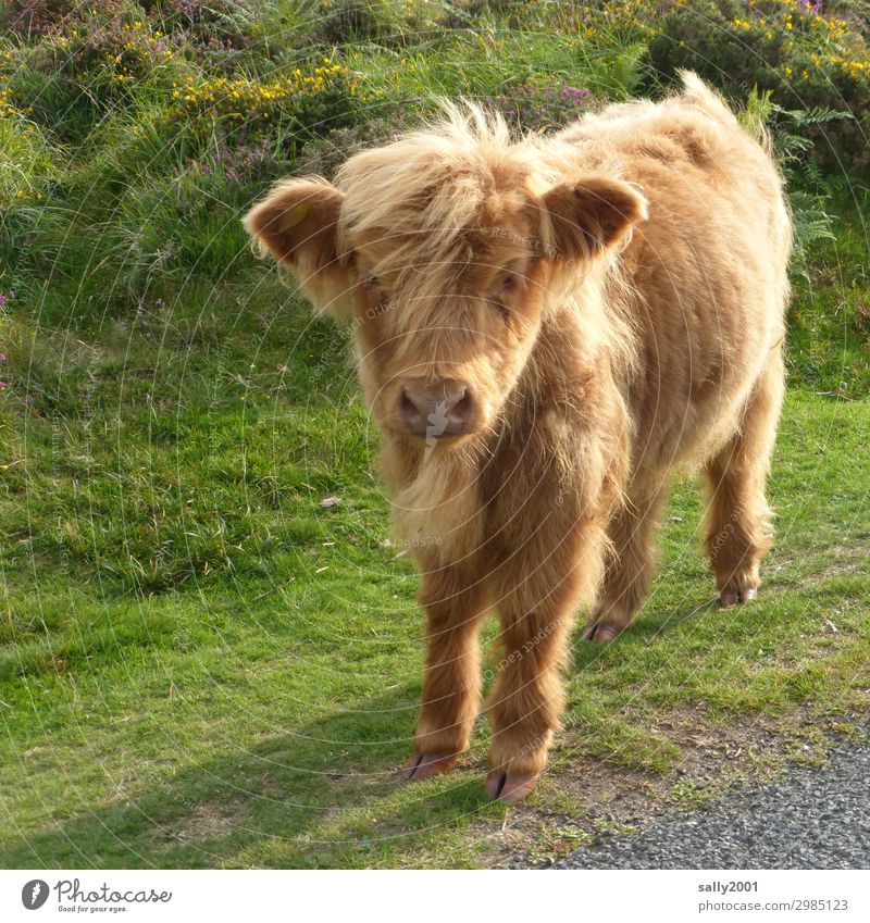 Who's playing me...? Animal Farm animal Cow Calf Highland cattle 1 Baby animal Observe Stand Wait Blonde Friendliness Curiosity Cute Soft Pasture Heathland