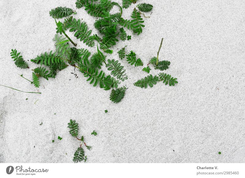 sand plant Environment Nature Plant Sand Fern Leaf Beach Baltic Sea Ocean Growth Esthetic Simple Elegant Fresh Gray Green Design Assertiveness Delicate Plumed