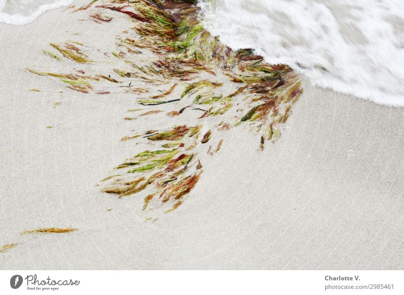 Flowing movements Nature Elements Sand Plant Algae Aquatic plant Coast Beach Baltic Sea Ocean Water Ornament Movement Elegant Fluid Fresh Maritime Wet Soft