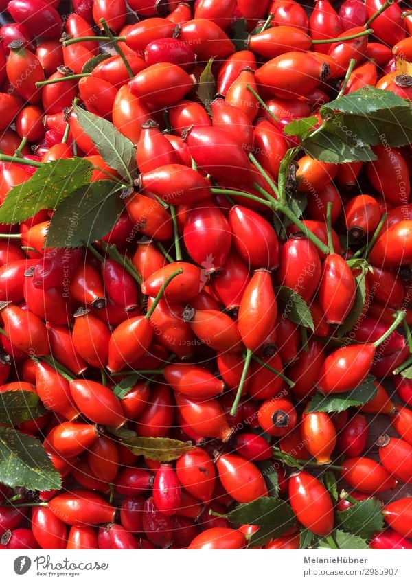 rose hip Plant Healthy Rose hip Red Jam Central perspective Garden Tea Medicinal plant Colour photo Multicoloured