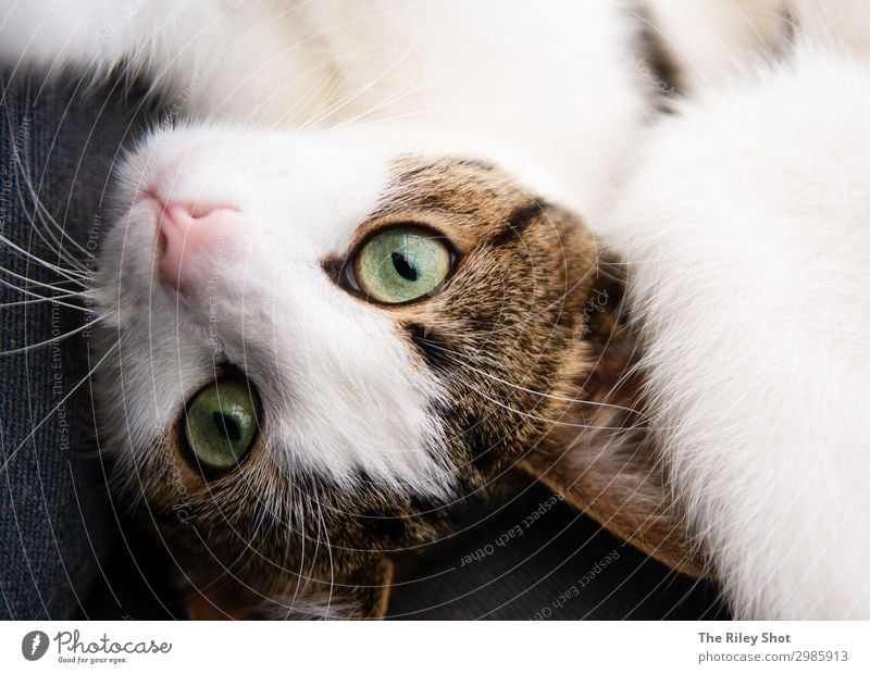 Portrait of a domestic english cat Beautiful Face House (Residential Structure) Garden Nature Animal Fur coat Pet Cat Baby animal Love Looking Sit Cute Gray