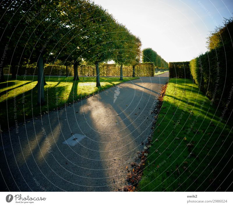 Guelph Park Environment Nature Landscape Cloudless sky Autumn Beautiful weather Plant Tree Grass Bushes Hedge Groomed Herrenhäuser Gardens Illuminate Baroque