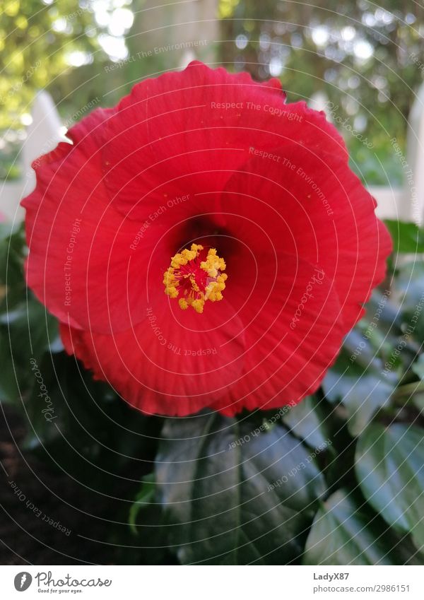 hibiscus Nature Plant Spring Summer Flower Blossom Blossoming Fragrance Beautiful Red Colour photo Exterior shot Day