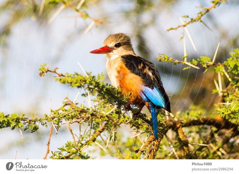 Grey-headed Kingfisher on an acacia branch Beautiful Safari Nature Animal Tree Park Bird Natural Wild Blue Gray Red Colour Africa Martin chasseur samburu