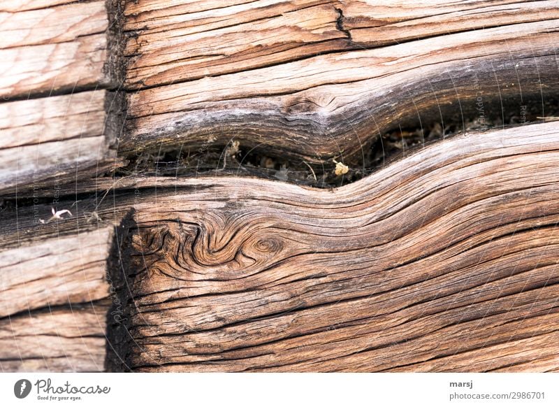 willful Wood Crack & Rip & Tear Wood grain Old Exceptional Elegant Dry Cut Patina Weathered deceased Headstrong Colour photo Subdued colour Exterior shot