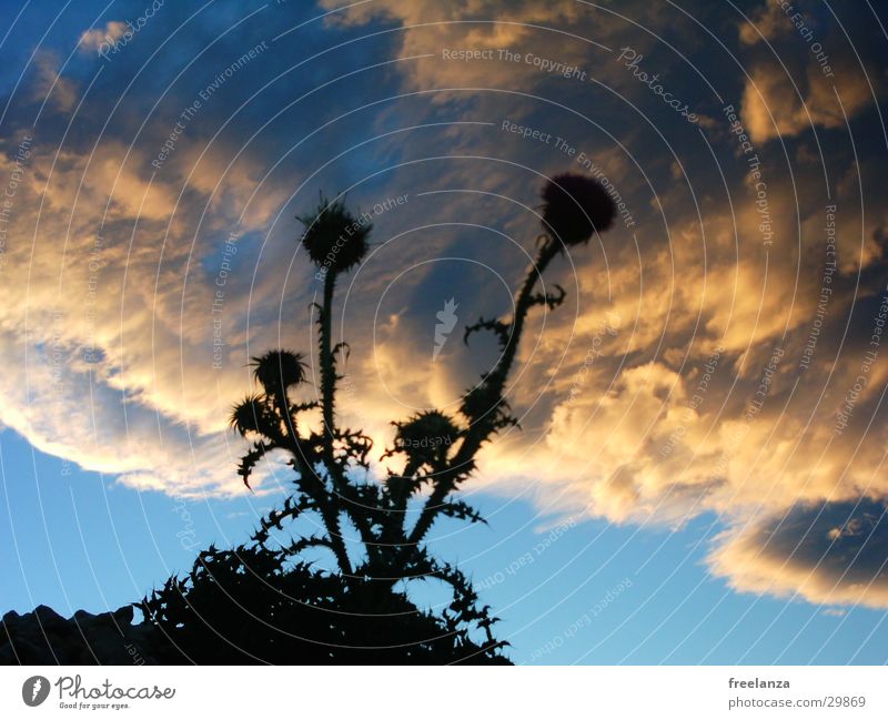 flowerpower Clouds Wild Flower Plant Croatia Sky Blue