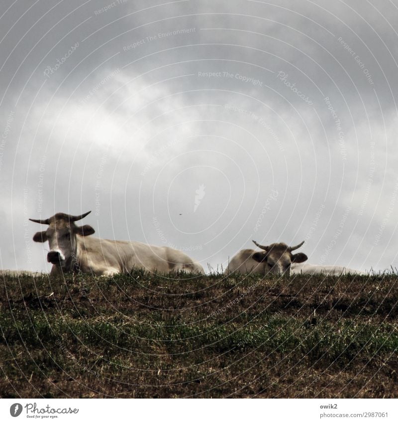 The boys for the rough stuff Clouds Meadow Pasture Bull 2 Animal Observe To feed Wait Together Power Might Brave Determination Agreed Attentive Watchfulness