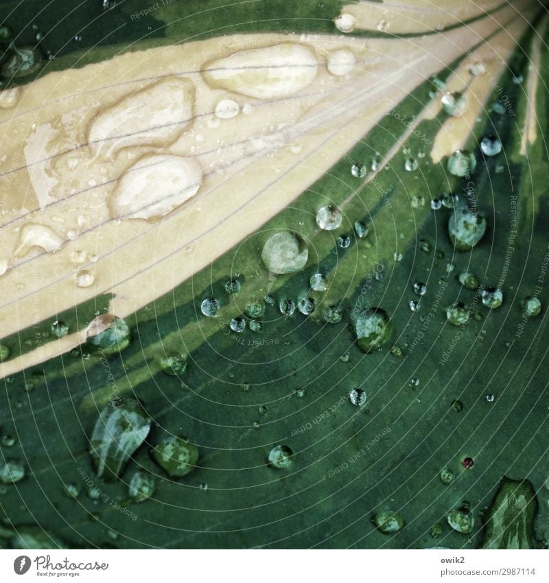 leaf, wetted Plant Drops of water Spring Rain Leaf Pot plant Exotic Fluid Near Wet Natural Yellow Green Colour photo Subdued colour Exterior shot