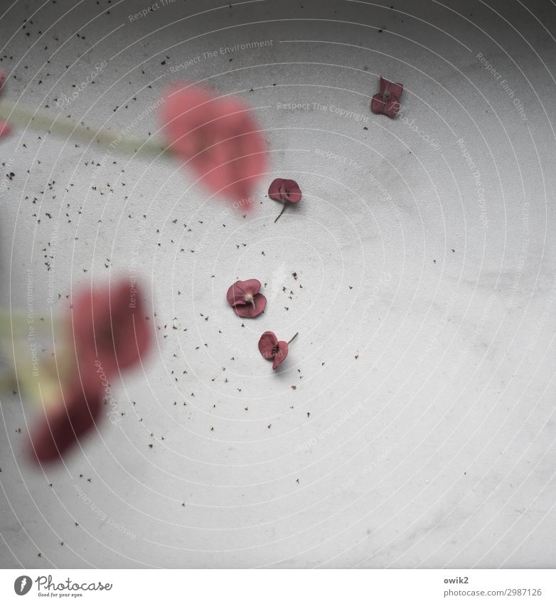 waste Plant Flower Blossom Pot plant Seed Small Near Red Transience Change Colour photo Subdued colour Interior shot Deserted Copy Space right Copy Space bottom