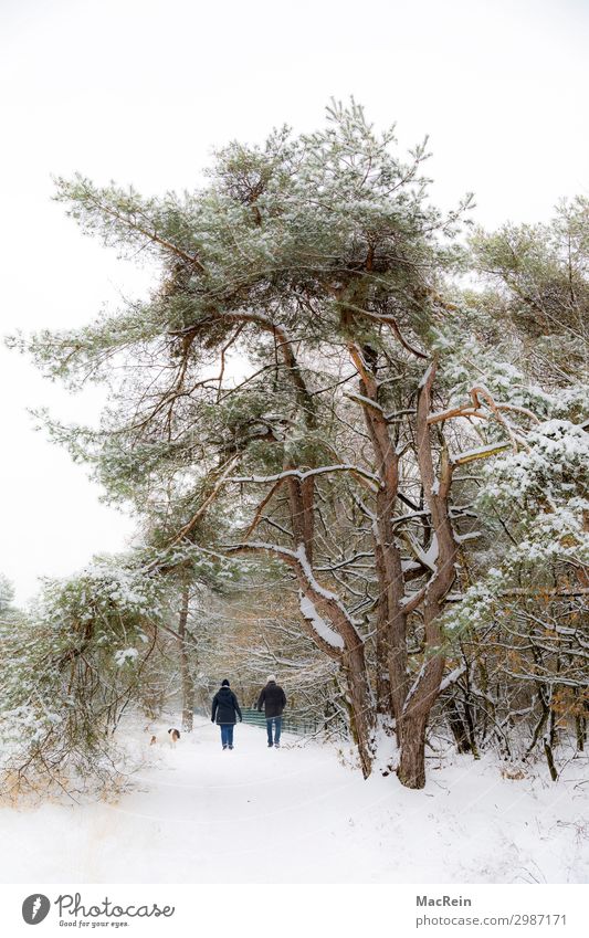 Walker in a winter landscape Human being Masculine Feminine Female senior Woman Male senior Man Couple 2 45 - 60 years Adults Environment Nature Landscape Plant