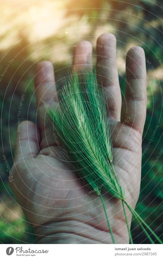 hand with green plant in the nature Hand Fingers body part Plant Hold Green Nature Fresh Sunlight Bright Exterior shot Beautiful Fragile Neutral Background