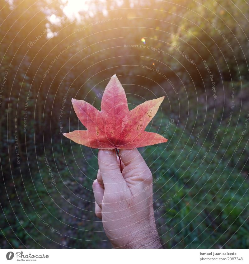 hand with red tree leaf in the nature Hand Fingers body part Leaf Hold Green Red Nature Fresh Sunlight Bright Exterior shot Beautiful Fragile Neutral Background