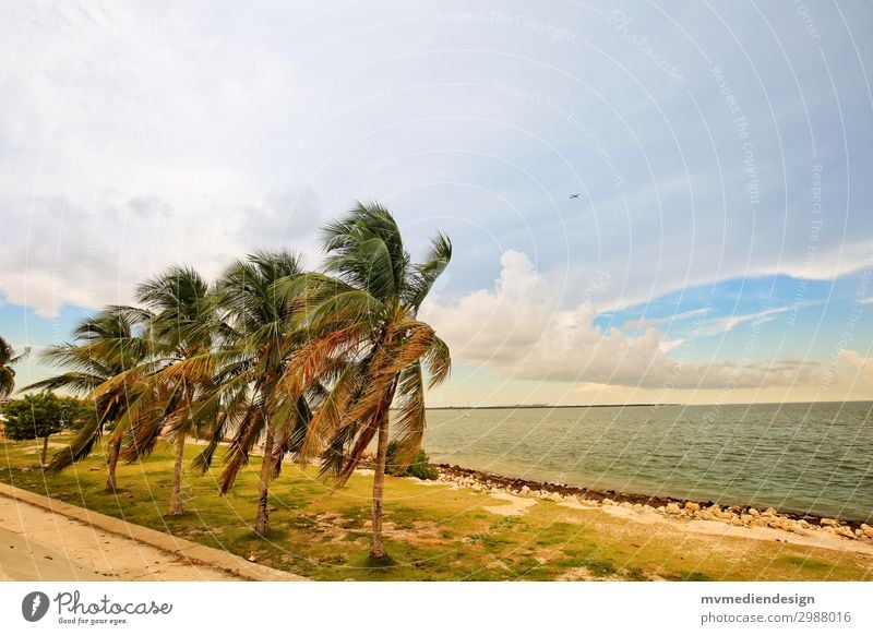 palm Environment Nature Sand Sun Outskirts Moody Palm tree Wind Miami Miami Beach Storm Ocean Coastal road USA Florida Florida Keys Colour photo