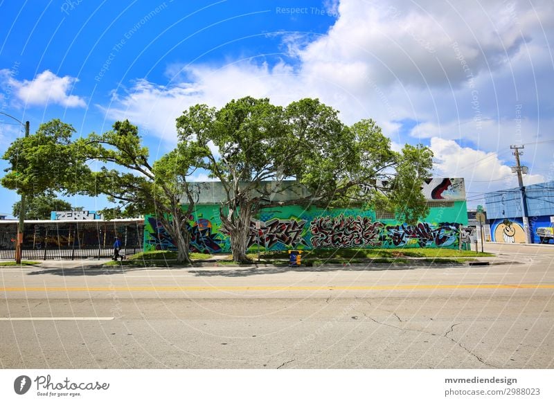 graffiti Environment Nature Esthetic Happy Modern Beautiful Tree Graffiti Wynwood walls Miami downtown USA Florida Colour photo