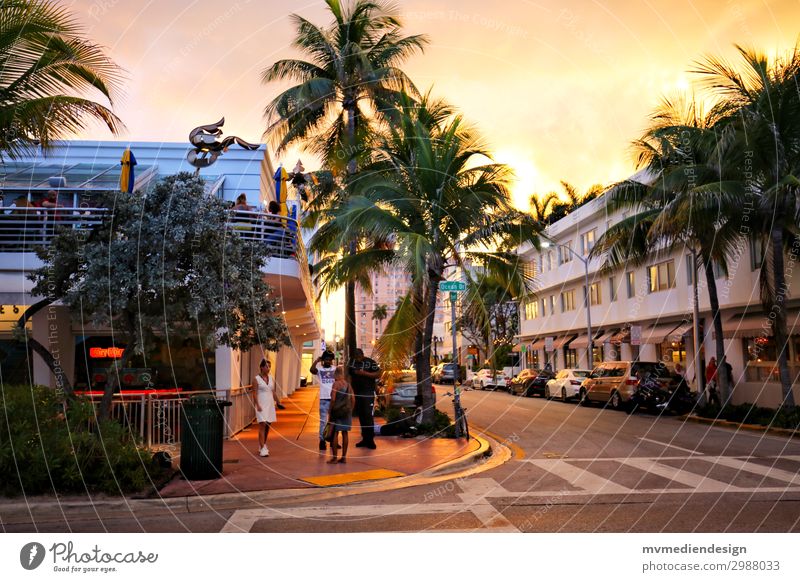 Miami Beach Town Downtown Street Crossroads Hip & trendy Warmth Palm tree Human being Sunset Colour photo Exterior shot