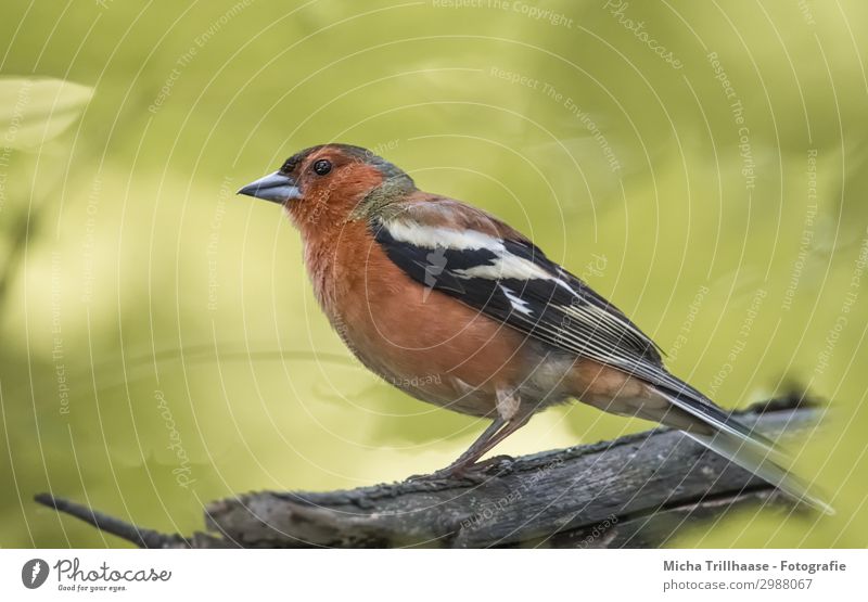 Bookfinch in the sunshine Nature Animal Sunlight Beautiful weather Tree Leaf Branch Wild animal Bird Animal face Wing Claw Chaffinch Beak Eyes Feather Plumed 1