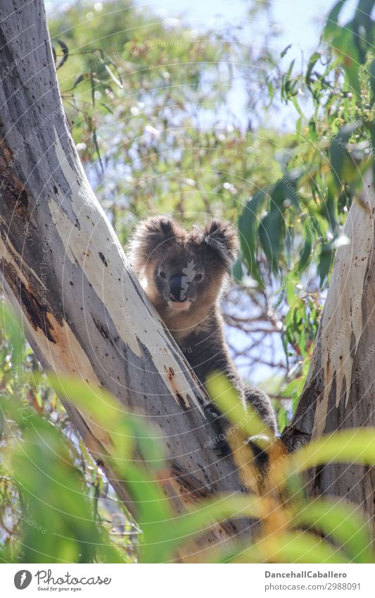 already awake... Vacation & Travel Tourism Environment Nature Climate Climate change Beautiful weather Tree Leaf Park Forest Animal Wild animal Zoo 1 Koala