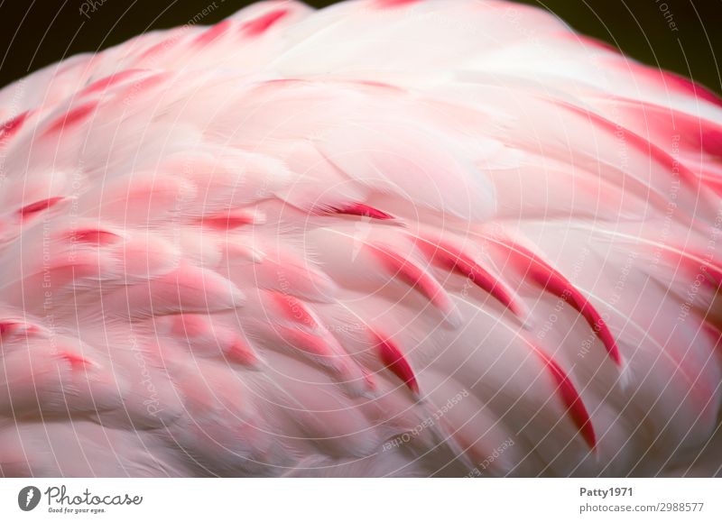 flamingo Animal Wild animal Bird Wing Flamingo Feather 1 Elegant Exotic Beautiful Soft Pink White Nature Tourism Colour photo Detail Deserted Animal portrait