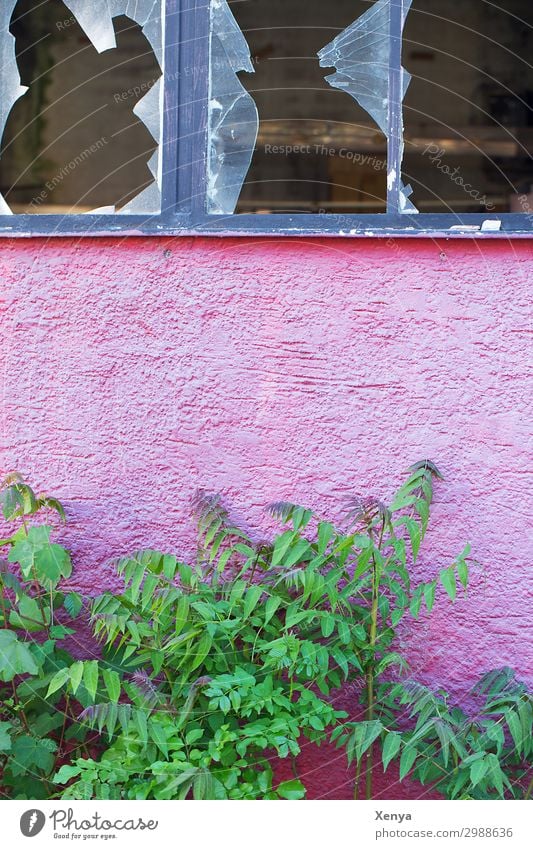 Broken window panes of an old factory Industrial plant Wall (barrier) Wall (building) Facade Window Glass Green Pink Fear of the future Variable Destruction