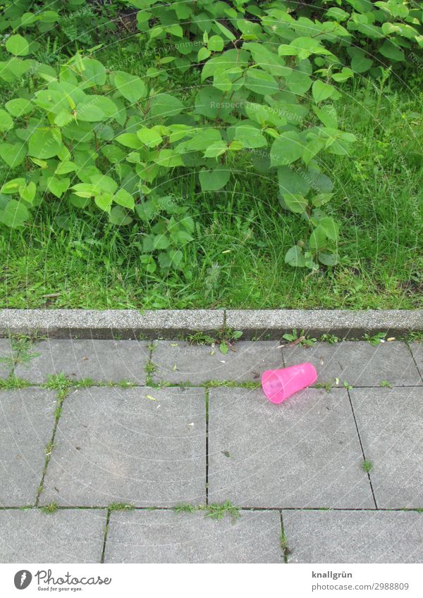 Shocking Pink Mug Plastic cup Environment Plant Bushes Town Sidewalk Lie Threat Dirty Gray Green Emotions Moody Responsibility Judicious Cleanliness