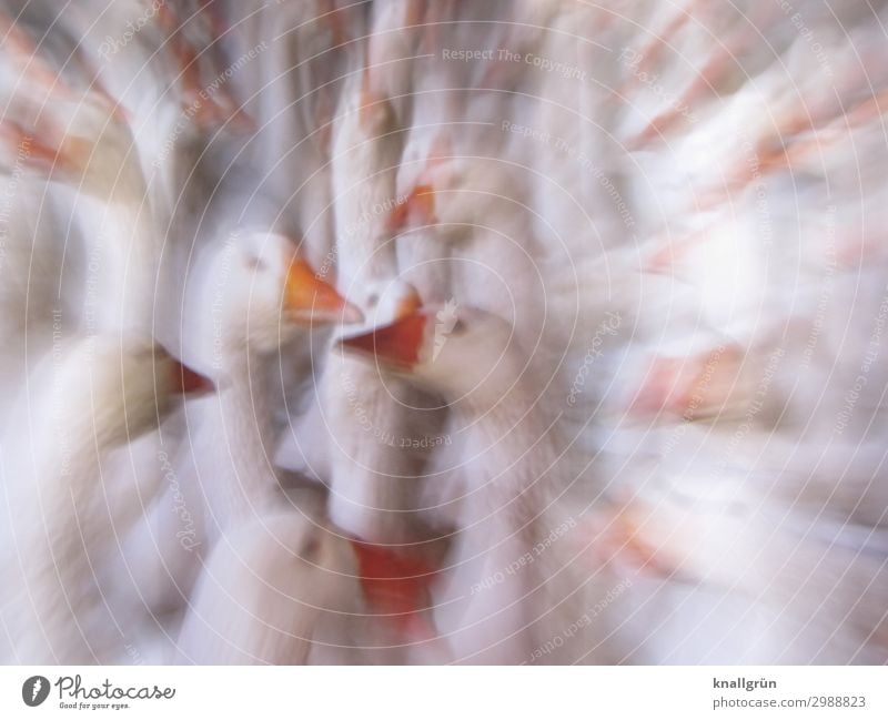 Goose many Animal Pet Farm animal Bird Group of animals Orange White Emotions Intensive stock rearing Poultry farm Colour photo Studio shot Experimental