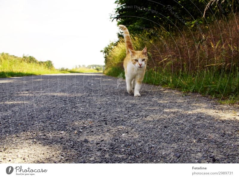 hiking day Environment Nature Landscape Plant Animal Elements Earth Sand Summer Beautiful weather Warmth Tree Grass Bushes Park Meadow Pet Cat Animal face Pelt