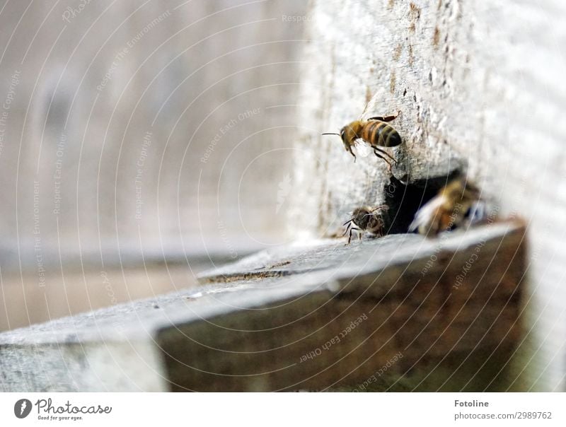 departure Animal Farm animal Bee Flock Free Bright Small Near Natural Brown Diligent Flying Buzz Beehive Colour photo Subdued colour Exterior shot Close-up