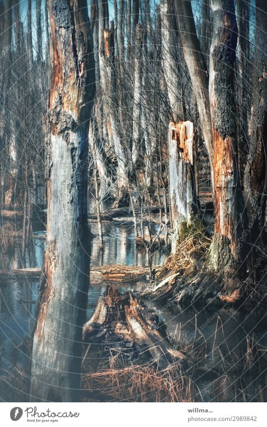 The survival of the trees in the moorland forest Bog bare trees Bleak Water Marsh Pond Transience Moorscape Anklamer peat bog Anklamer Stadtbruch dead Nature