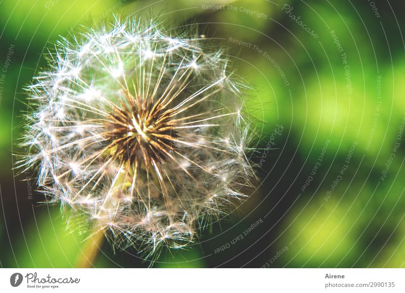 Ready to go Summer Beautiful weather Flower Dandelion Seed Sphere Aircraft To hold on Wait Round Green White Nature Easy Delicate Many DNA Distribute