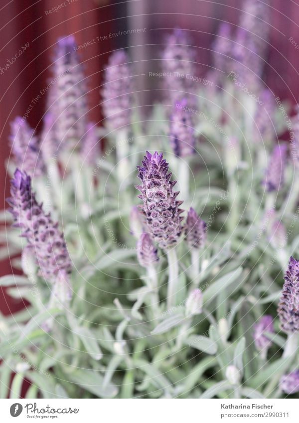 lavender Nature Plant Spring Summer Autumn Bushes Blossom Agricultural crop Wild plant Exotic Blossoming Green Violet Lavender Colour photo Exterior shot