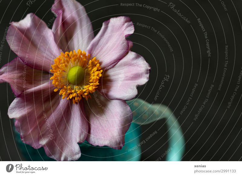 Anemone in blue vase Vase Nature Flower Blossom Beautiful Soft Blue Orange Pink Black String Gift wrapping Colour photo Studio shot Close-up Detail Deserted