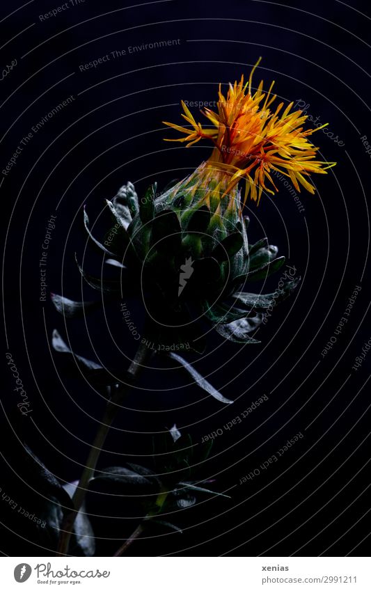 Safflower against a black background Thistle flowers bleed safflower Daisy Family Healthy Orange Black composite Thorny Studio shot Close-up Detail