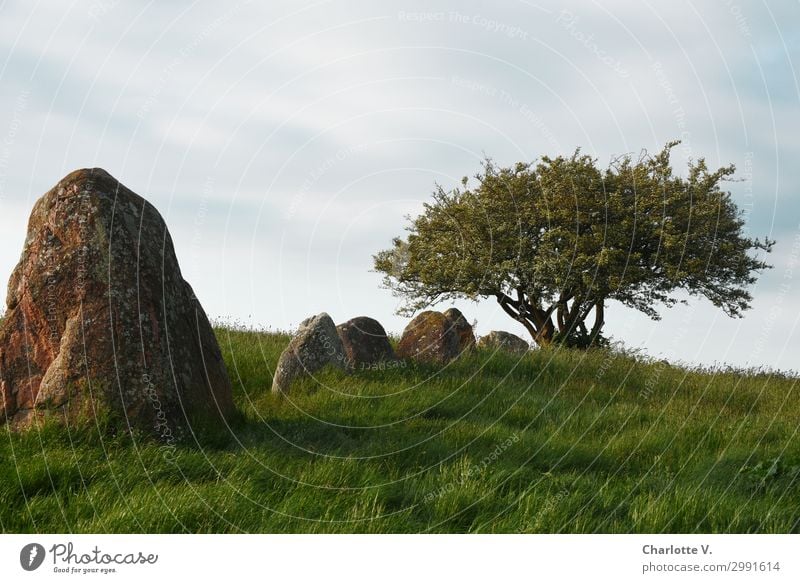 chicken grave Culture Past Dolmen Nature Plant Sky Beautiful weather Tree Grass Meadow Rock Nobbin Tourist Attraction Monument Chicken grave Nobbin Stone