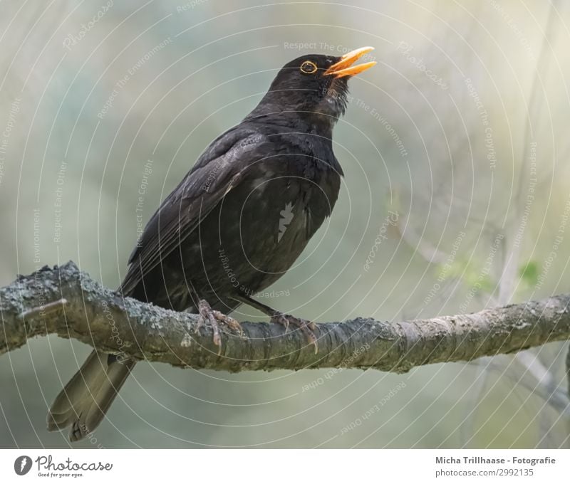 Singing blackbird in the sunshine Nature Animal Sunlight Beautiful weather Tree Branch Wild animal Bird Animal face Wing Claw Blackbird Beak Eyes Feather Plumed