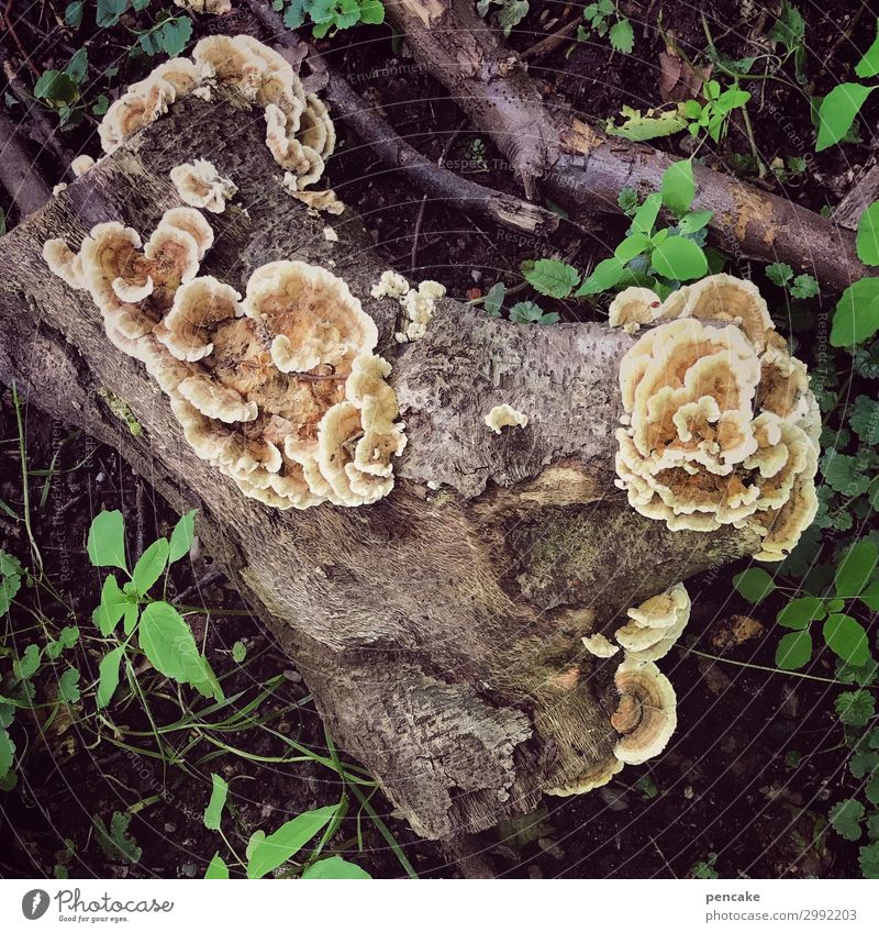 unknown creatures Nature Elements Earth Autumn Plant Tree Forest Uniqueness Slimy Tree stump Mushroom Colour photo Exterior shot Close-up Detail Bird's-eye view