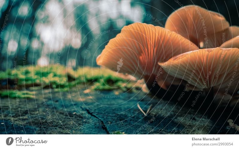 Little beauties of nature Nature Plant Sun Autumn Climate Weather Moss Mushroom Forest Adventure Inspiration Contrast Colour photo Exterior shot Close-up Day