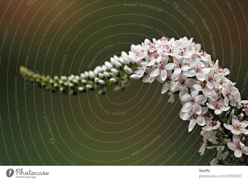 Duckbill-Felberich Lysimachia clethroides Snowy Felberich Flower Blossom Herbaceous plants lysimachia Grape blossom summer bloomers Garden plants Exotic