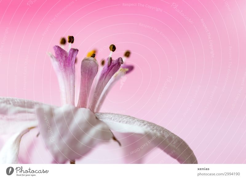 pink coronet Nature Spring Flower Blossom linnaea amabilis hedge plant Soft Pink White Crown Colour photo Studio shot Close-up Detail Macro (Extreme close-up)