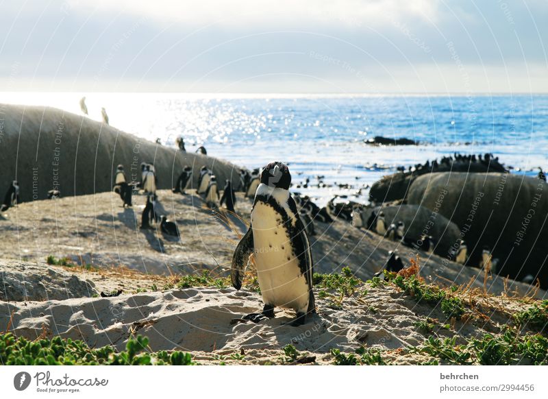 look at me, i'm wearing a tuxedo! Animal portrait blurriness Back-light Sunset Sunrise Dawn Swagger Cute Light Exterior shot Sunlight Deserted Close-up