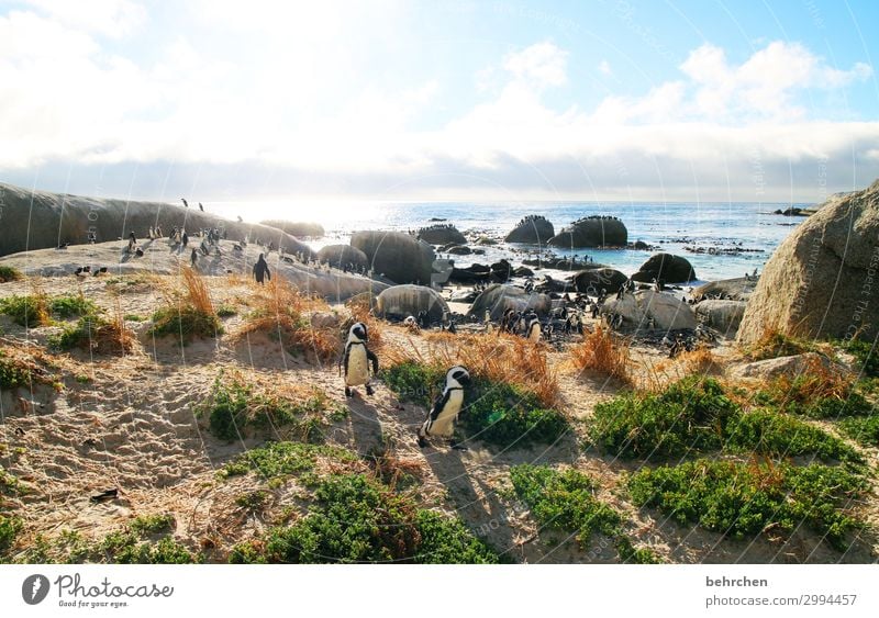 waddling through the world Animal portrait To enjoy Nature Water Rock Clouds Sunlight Beach coast Deserted Freedom Dawn Trip Sunrise Tourism Dream In particular