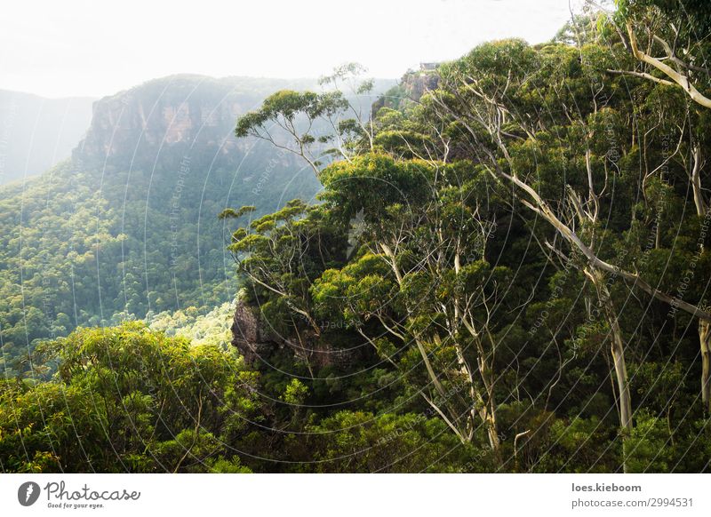 Spooners lookout at the Blue Mountains, Katoomba, Australia Relaxation Calm Vacation & Travel Tourism Sightseeing Summer Hiking Nature Landscape Park Forest