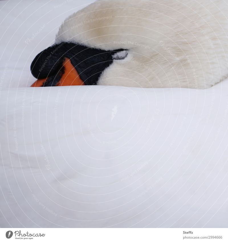 sleeping beauty Swan Bird Sleep Break beauty sleep Serene Well-being Siesta Relaxation Calm Peaceful Dream relaxed Closed eyes comfort tranquillity Undisturbed