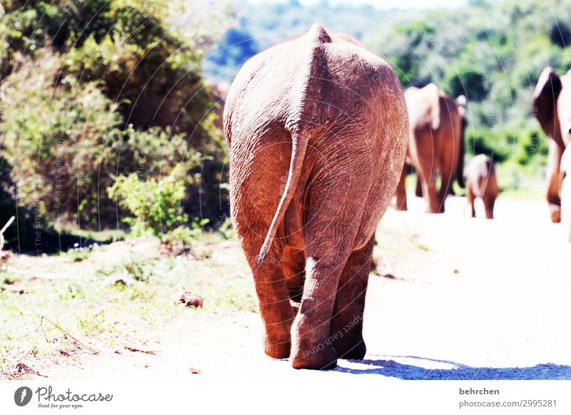 on the road again | beautiful views;) Vacation & Travel Tourism Trip Adventure Far-off places Freedom Safari Wild animal Elephant skin Herd Exceptional Exotic