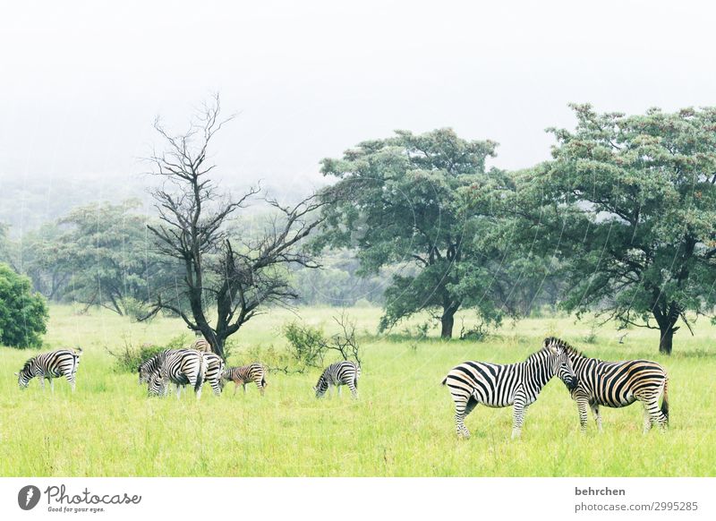 cuddly day Animal portrait Light Day Deserted Exterior shot Colour photo Love of animals South Africa Wild Wilderness Wanderlust Animal protection Calm