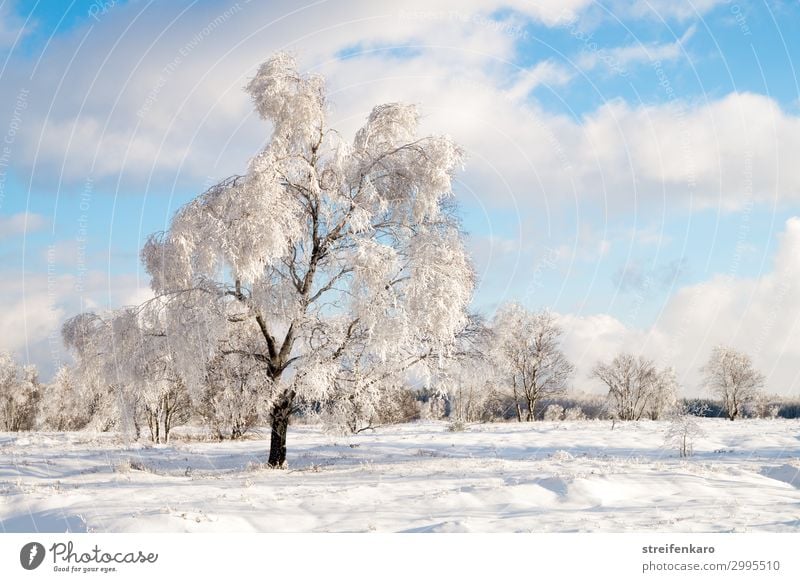 winter sun Hiking Winter Snow Environment Nature Landscape Plant Elements Water Sky Clouds Beautiful weather Ice Frost Tree Bog Marsh Fen High venn Relaxation